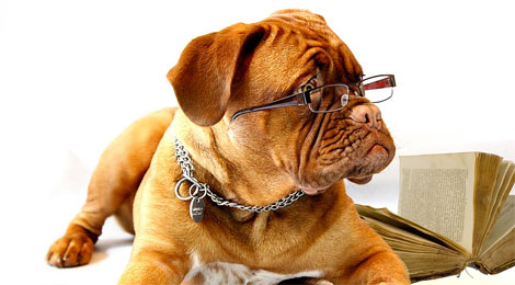 Dog wearing glasses