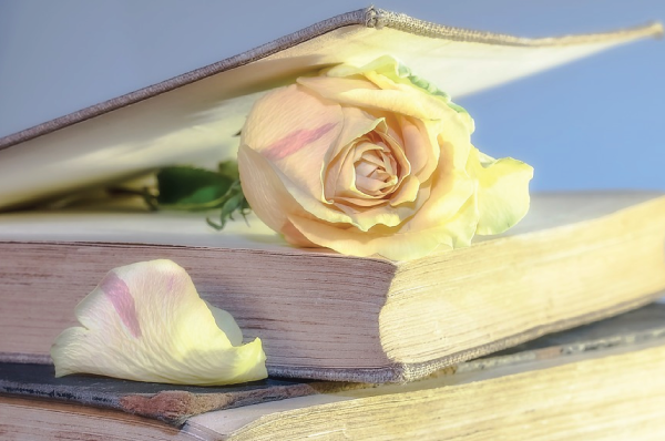 pink rose in a book