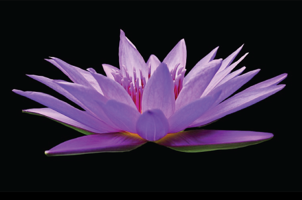 purple flower on a black background