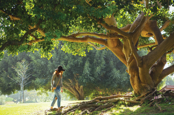woman walking towards tree in hat