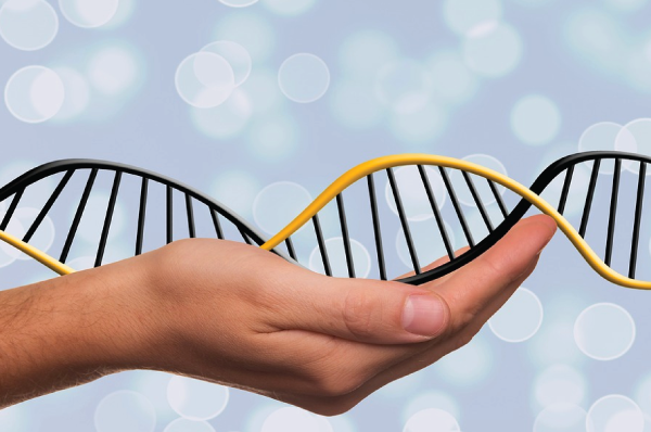 hand holding DNA strand model