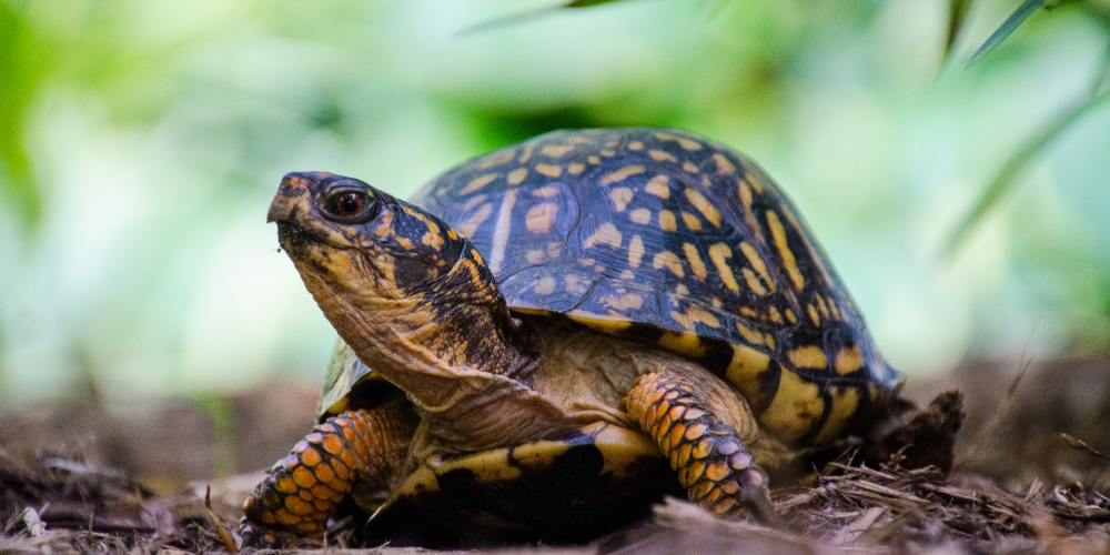 Local Ecosystems with Chris Evers (Animal Embassy) & Celebration