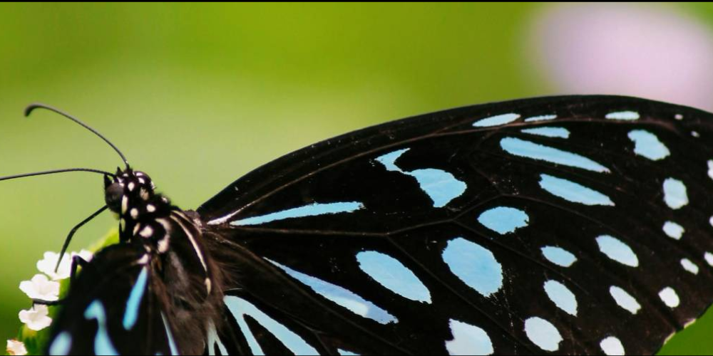Printmaking Butterfly and Flowers Workshop