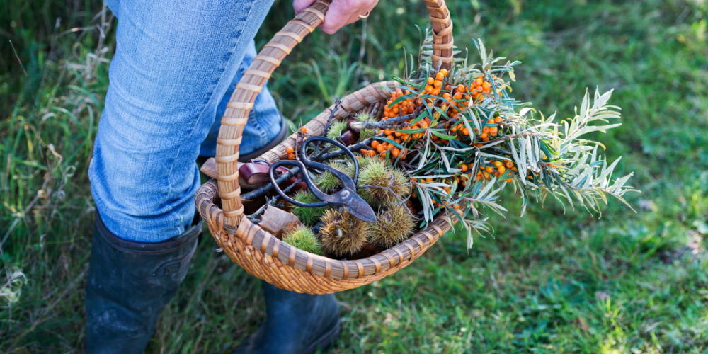 Person carries a basket with plants