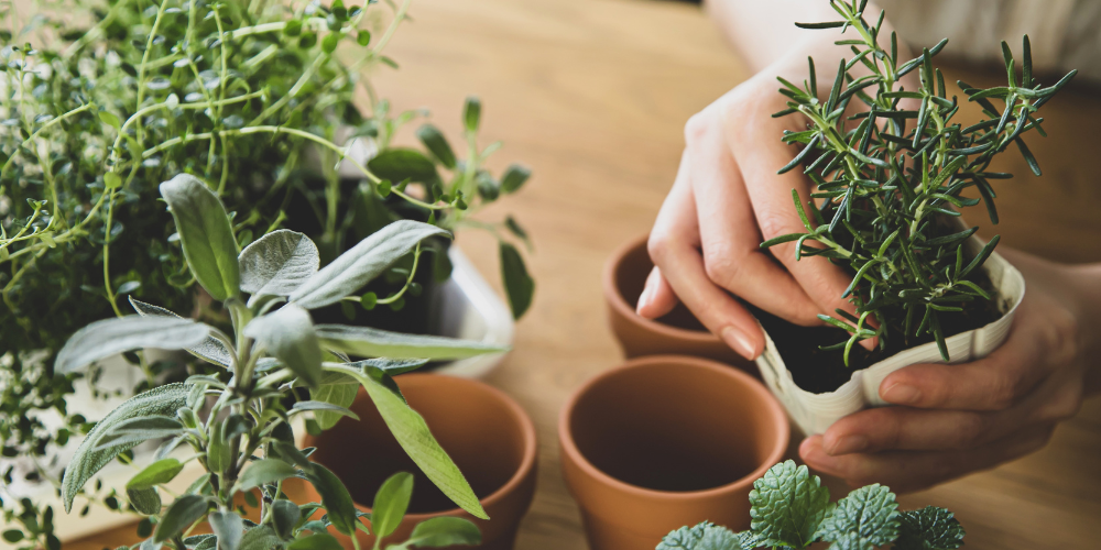 Person plotting a plant