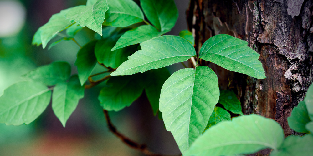green plant with leaves