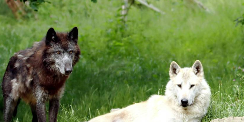 A brown colored wolf and a white wolf laying in grass
