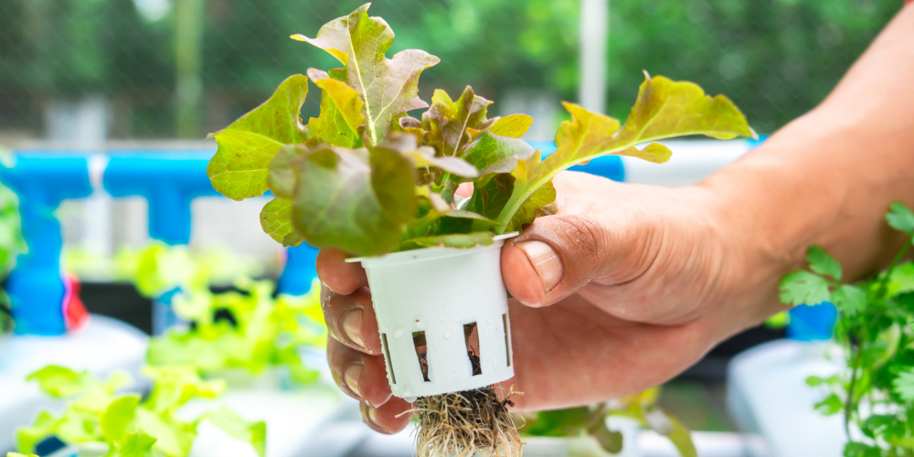 A hand holding a small plant