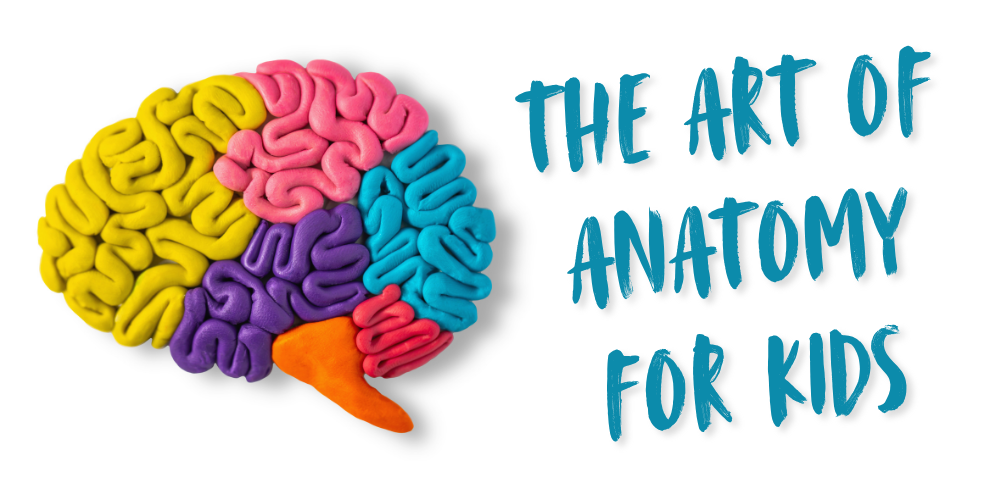 The Art of Anatomy for Kids text to the right of a colorful clay brain