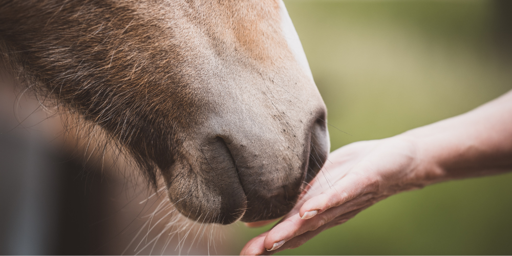 Holding a hand to the snout of a horse like creature