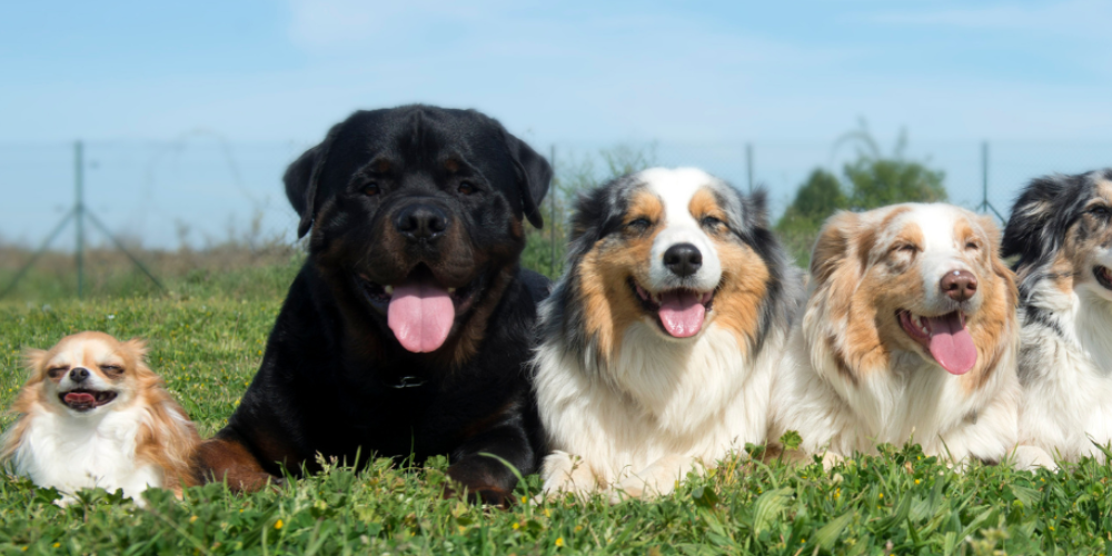 dogs of different breeds laying beside one another